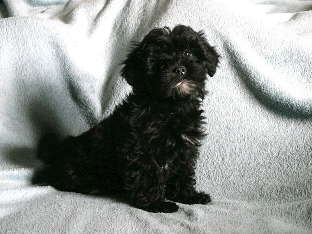 Yorkipoo Rasse