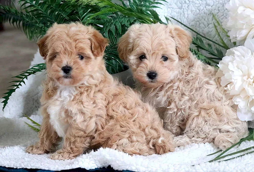 Maltipoo Cooper