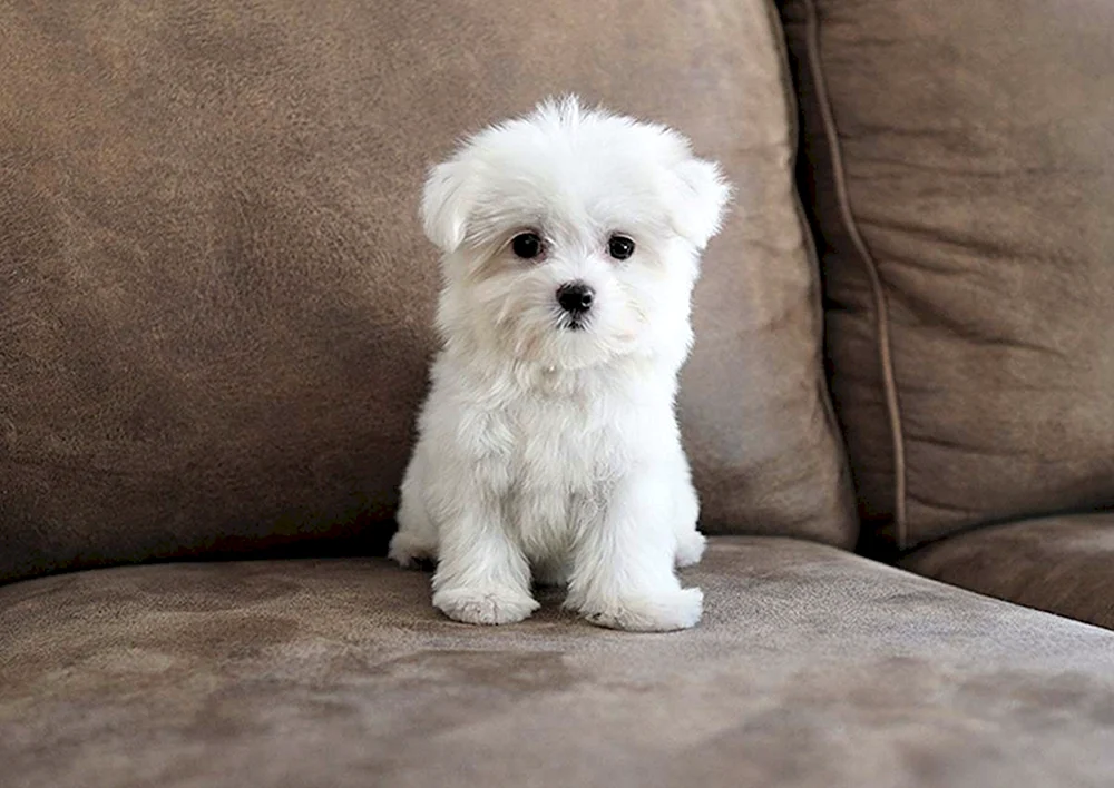 Maltipoo Bobonka