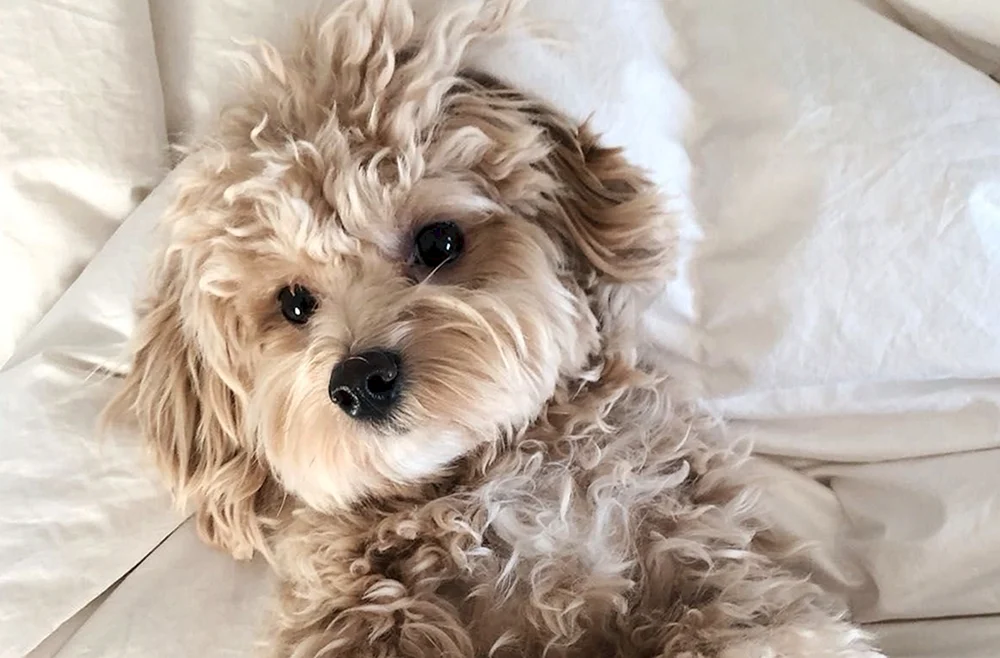 Maltipoo Hund