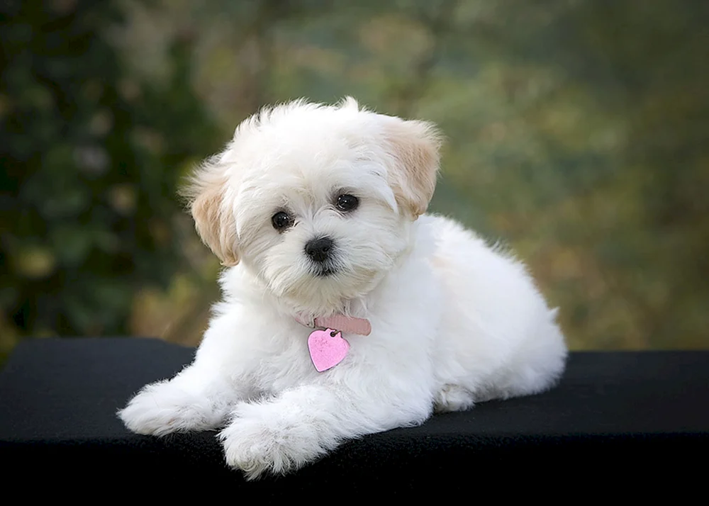 Bolonka Maltipoo