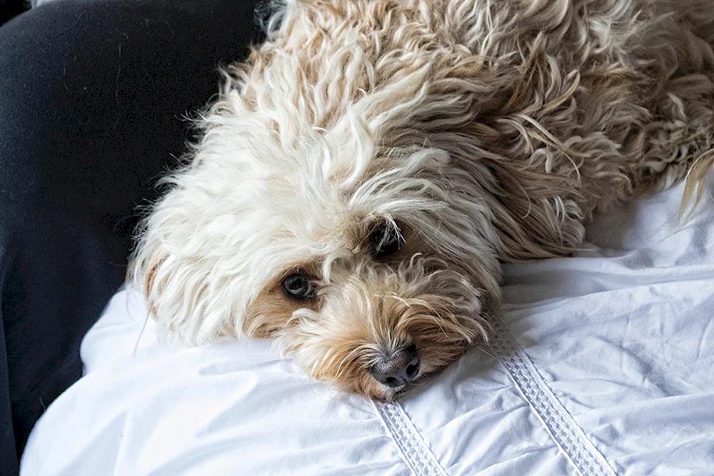 Labradoodle kokapu Rasse