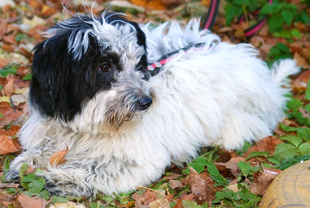 Bolonka Papillon
