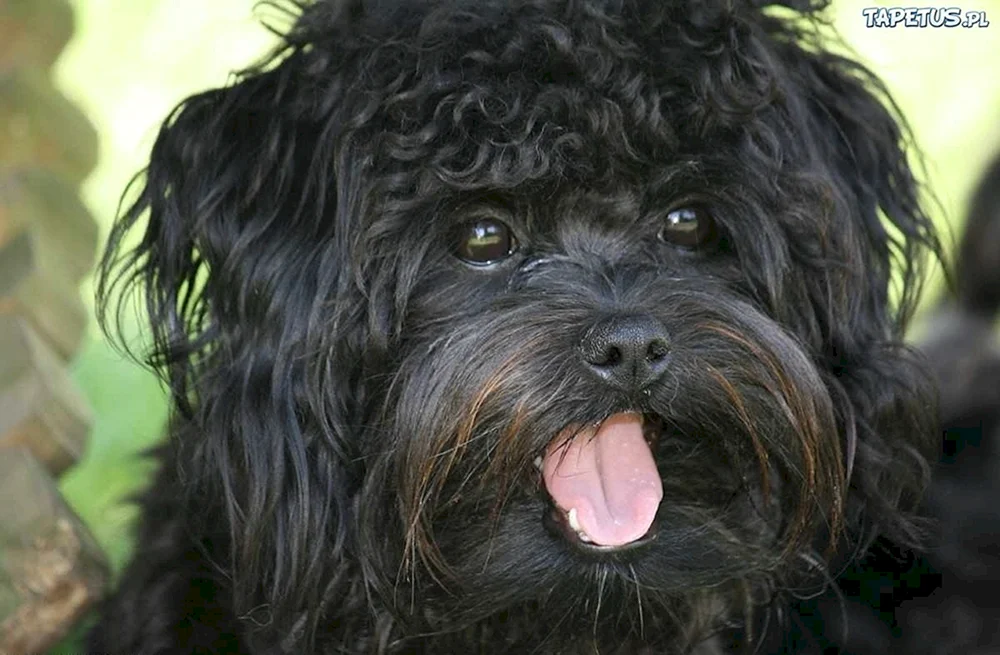 Malteser Malteser schwarzer Hund