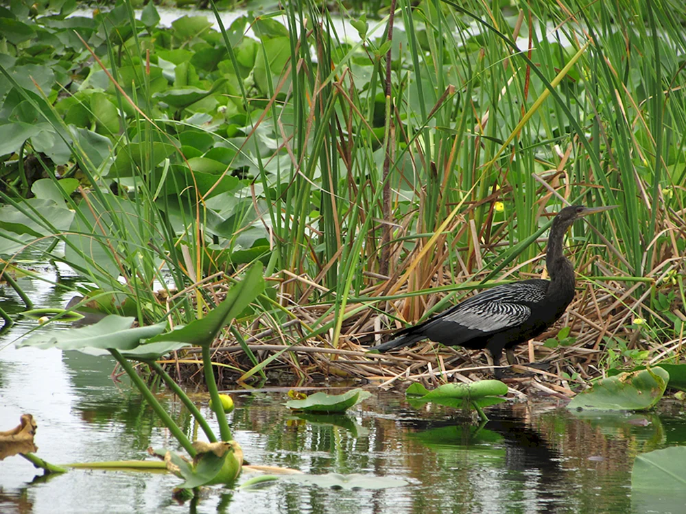 Everglades-Moore