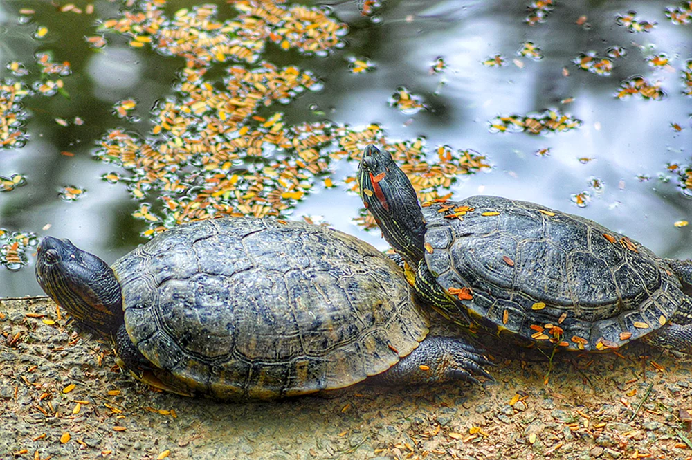 Muhlenbergs Sumpfschildkröte