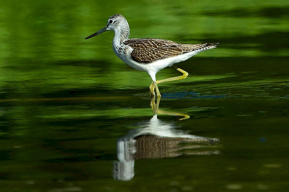 Ixobrychus minutus