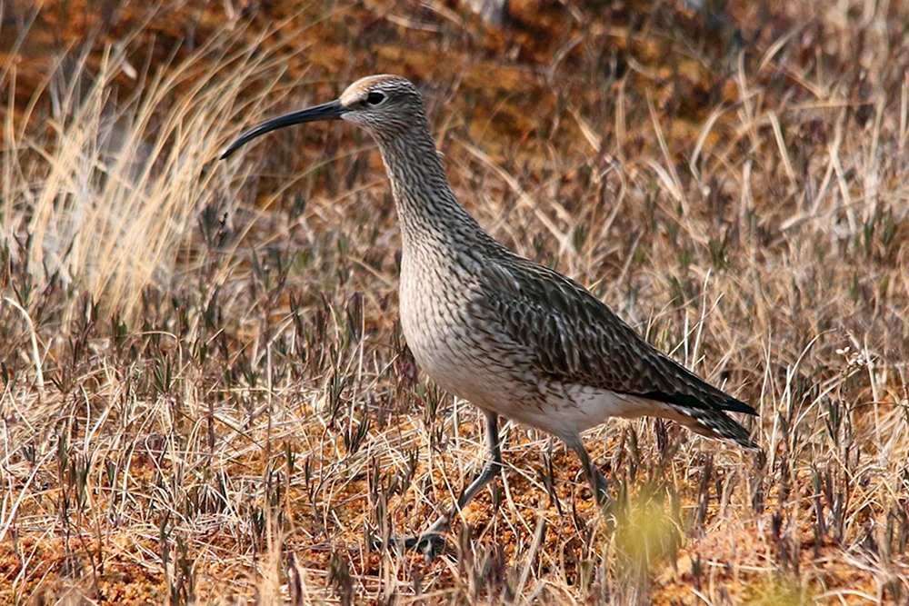 Ixobrychus minutus