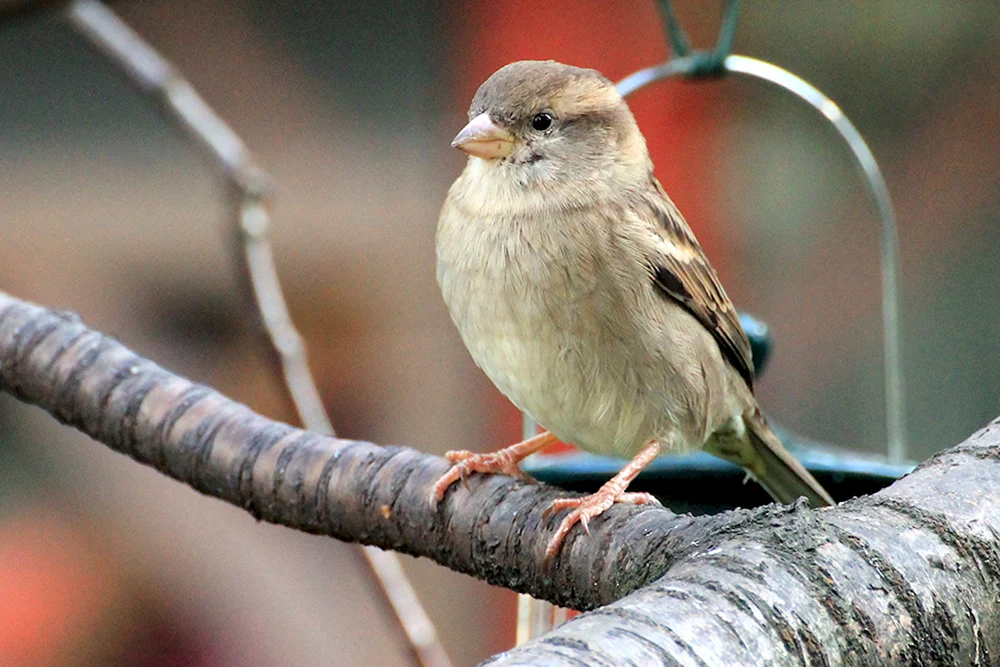 Vögel der Sperlingsfamilie