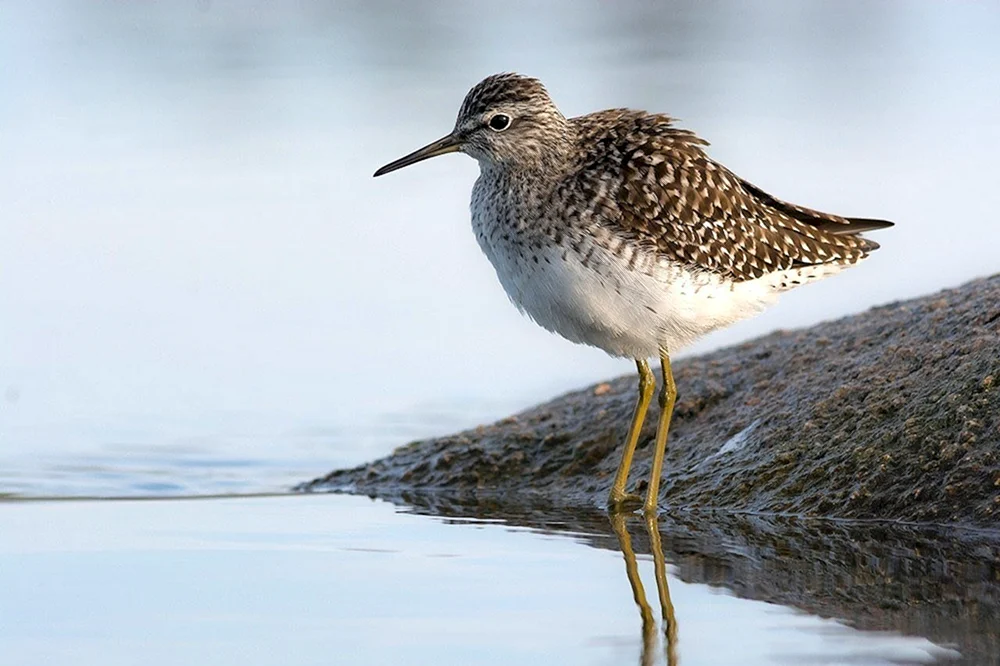 Sturmvögel des Leningrader Gebiets