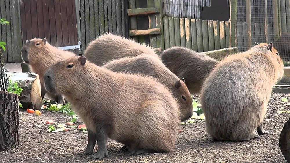 Capybara und Meerschweinchen