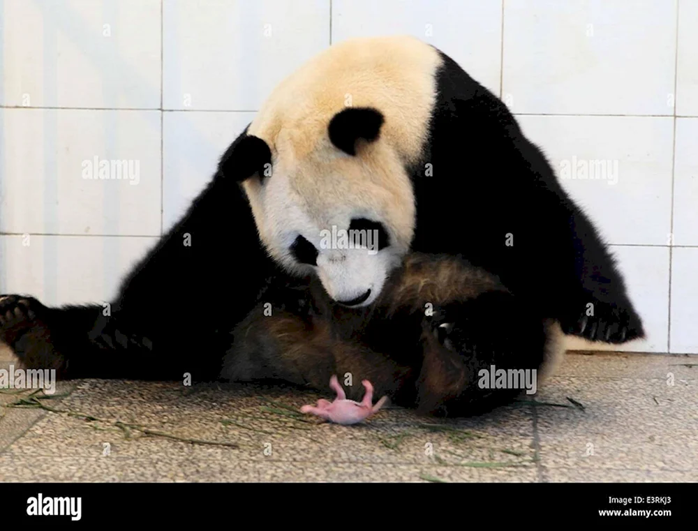 Großer Panda oder Bambusbär