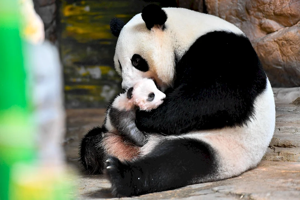 Großer Panda neugeboren