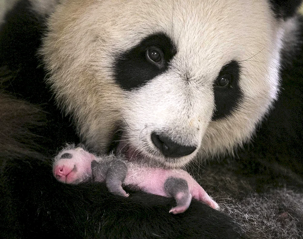 Chow Welpen. Chow Panda