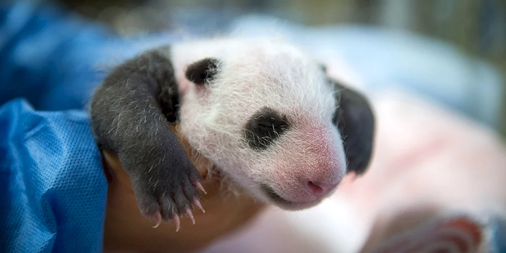 Kleine Pandas