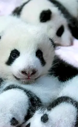 Großer Panda mit Jungtier