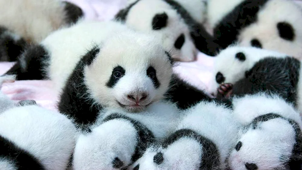 Großer Panda mit Jungtier