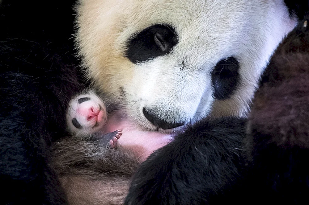 Großer Panda mit Baby