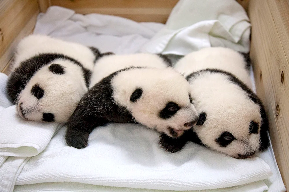 Panda mit kleinem Jungtier