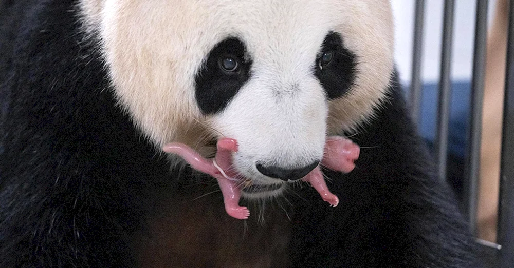 Großer Panda mit Jungtier