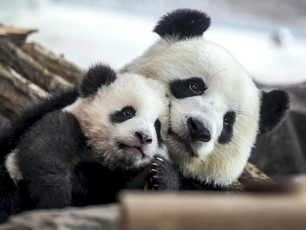 Großer Panda mit Jungtier