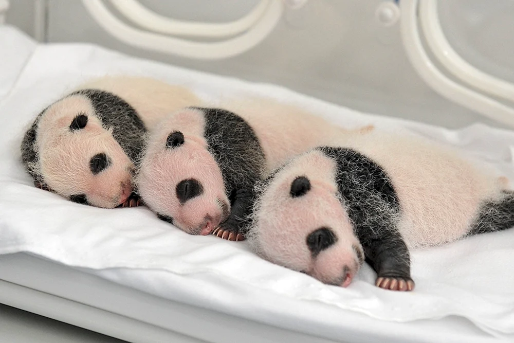 Großer Panda mit Jungtier