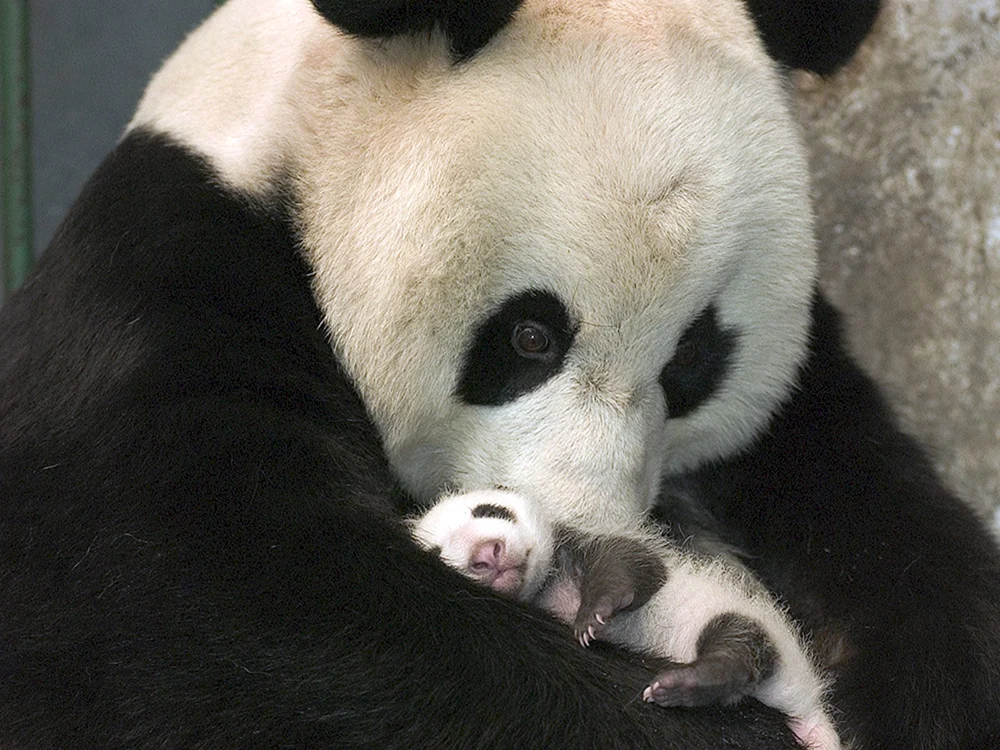 Großer Panda mit Jungtier