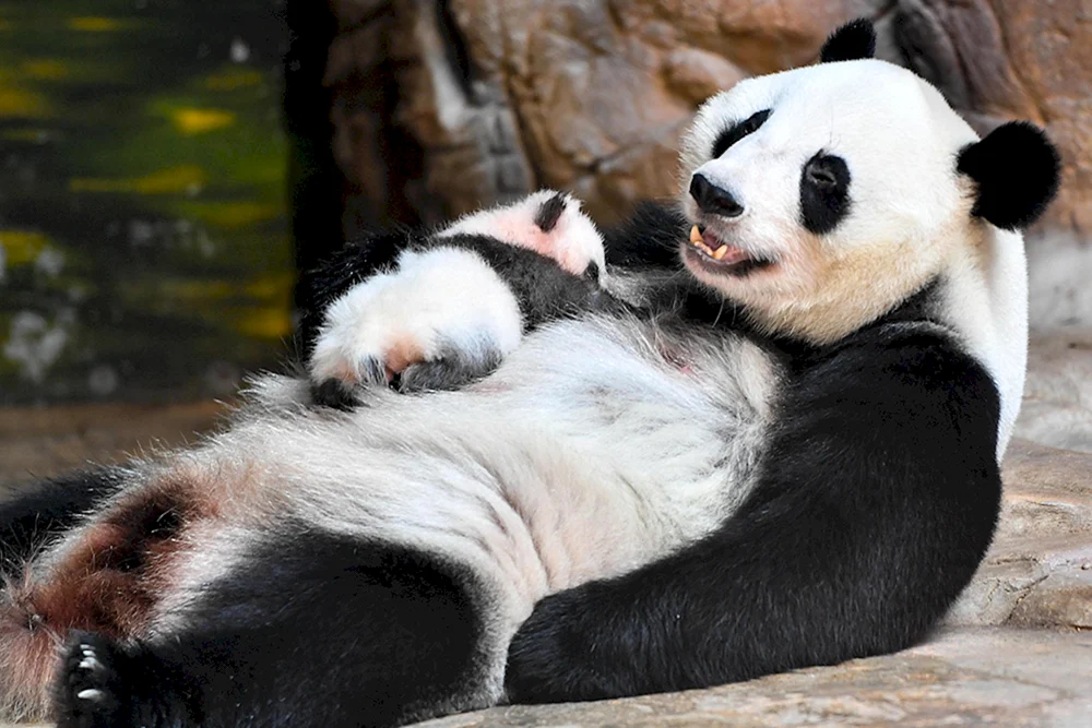 Großer Panda mit Jungtier