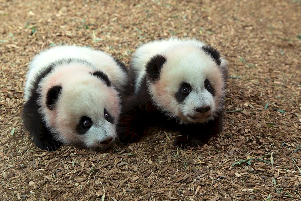 Pandawelpe neugeboren