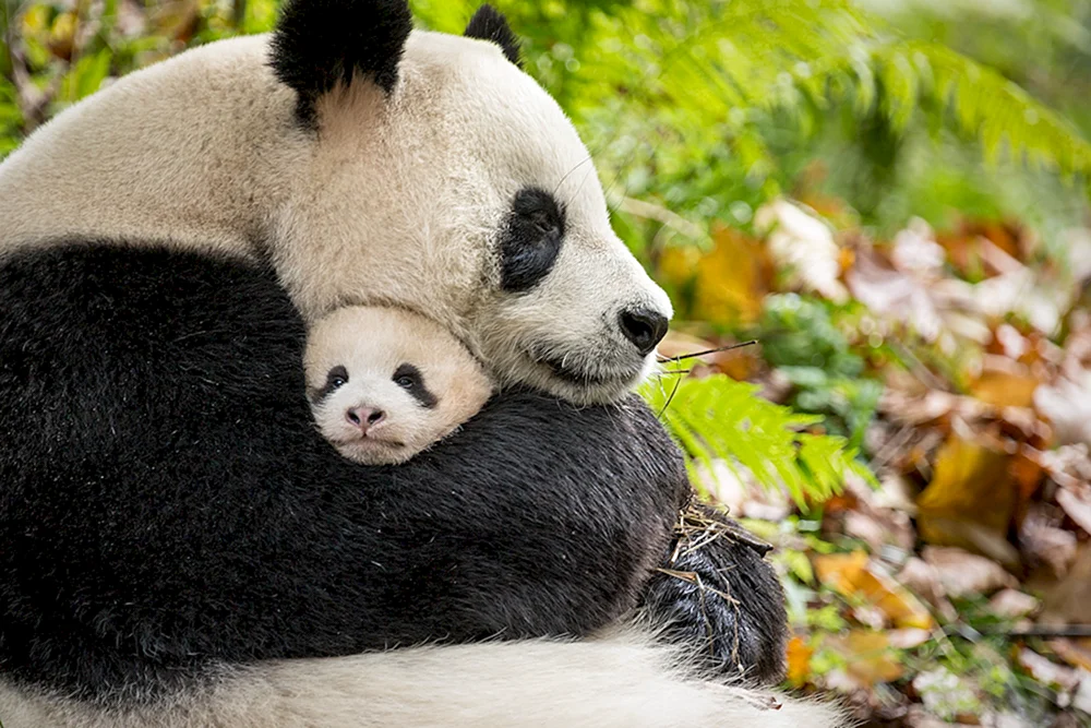 Großer Panda mit Welpe