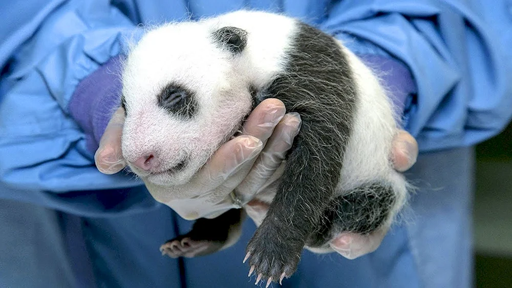 Großer Panda mit Welpe