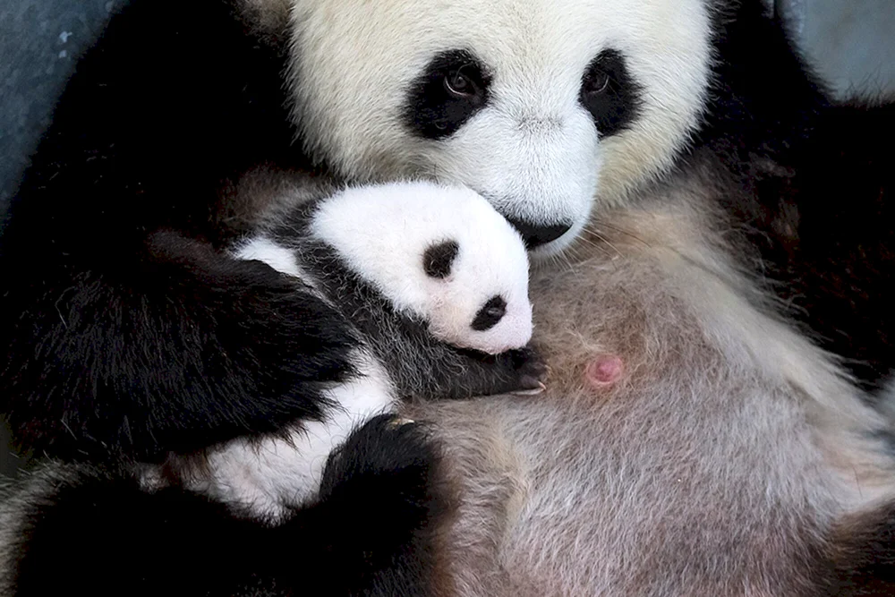 Großer Panda mit Welpe