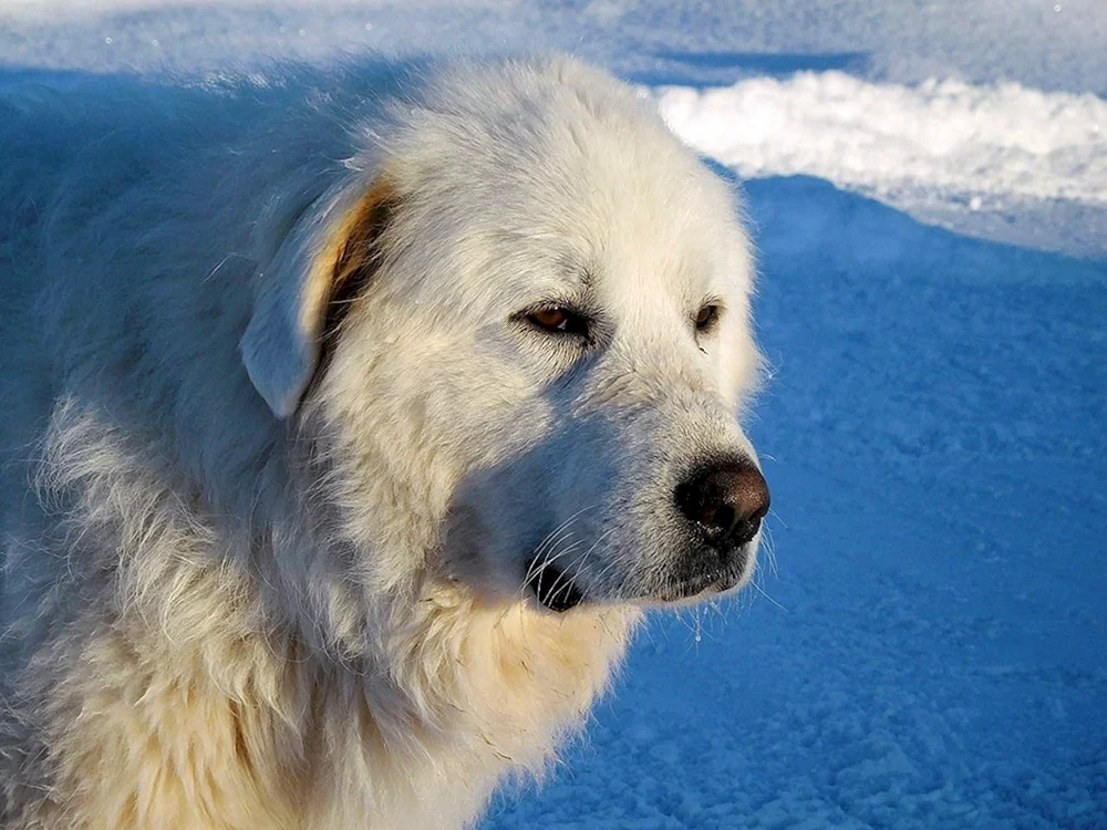 Japanischer Spitz