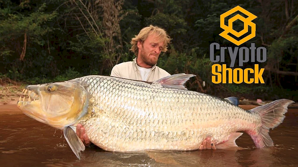 Großer Tiger-Goliath-Fisch