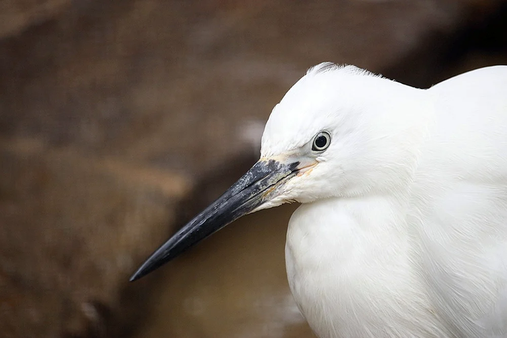 Große weiße Vögel
