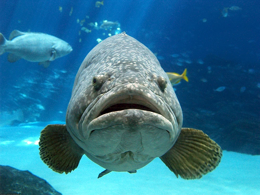Großer Fisch