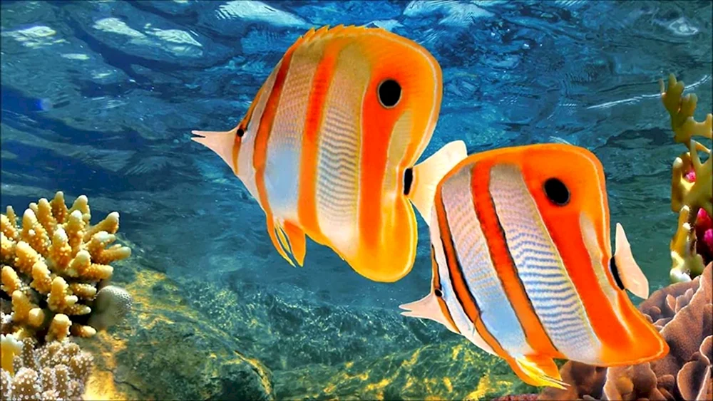 Ägypten Sharm Unterwasserwelt El Sheikh