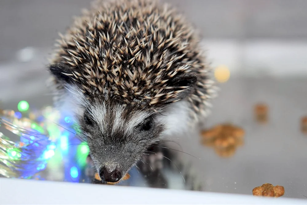 Neujahrsigel