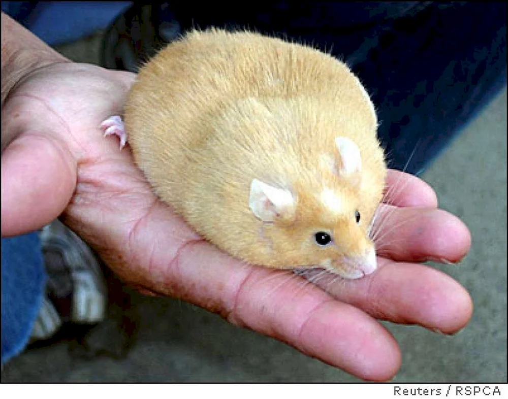 Fette Ratte