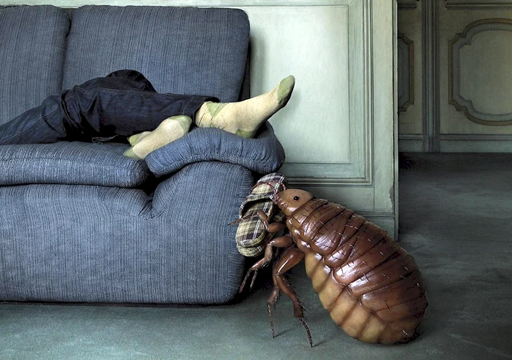 Insekten in der Wohnung