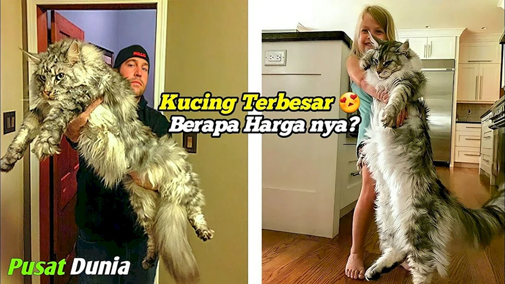 Maine Coon Ureinwohner Rasse