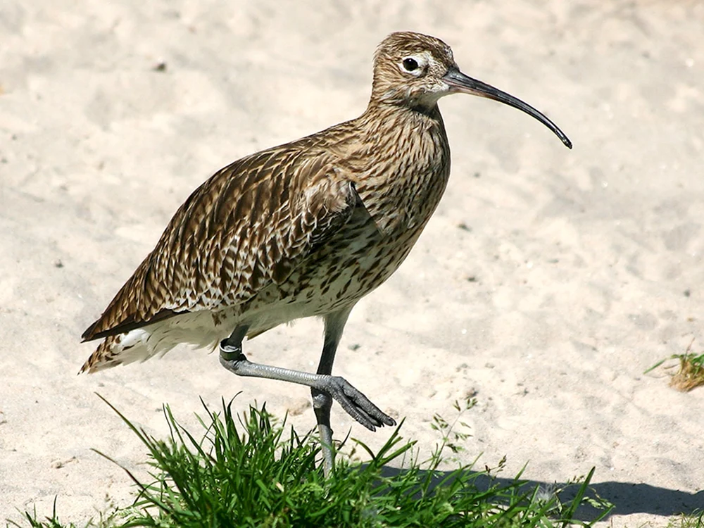 Vögel des Leningrader Gebietes