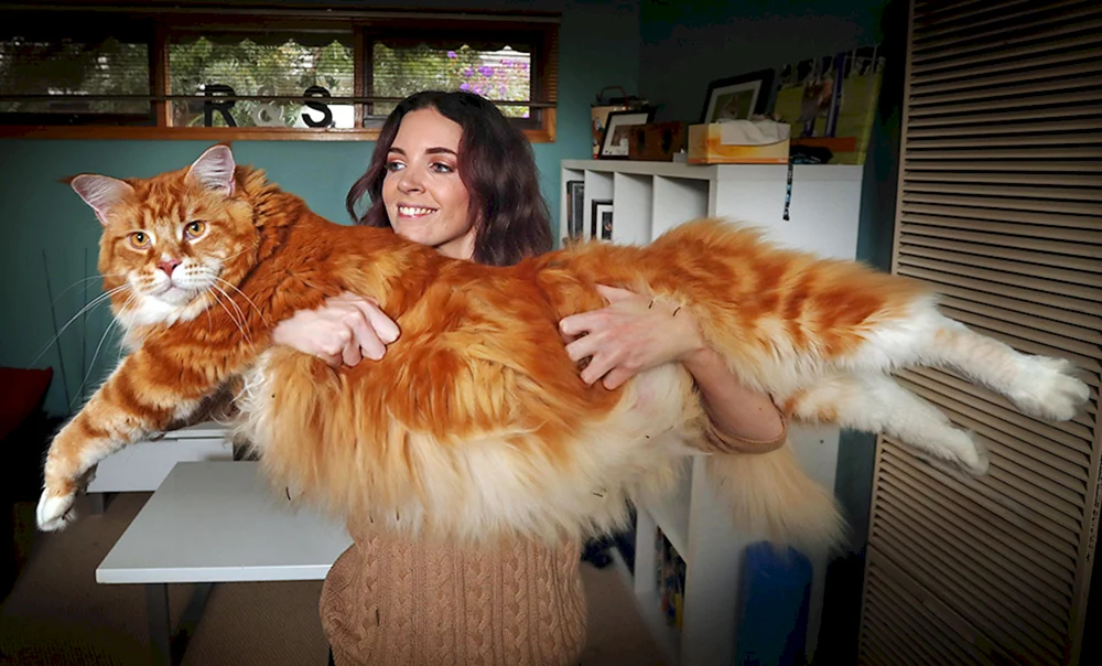 Große rote Maine Coon Katze