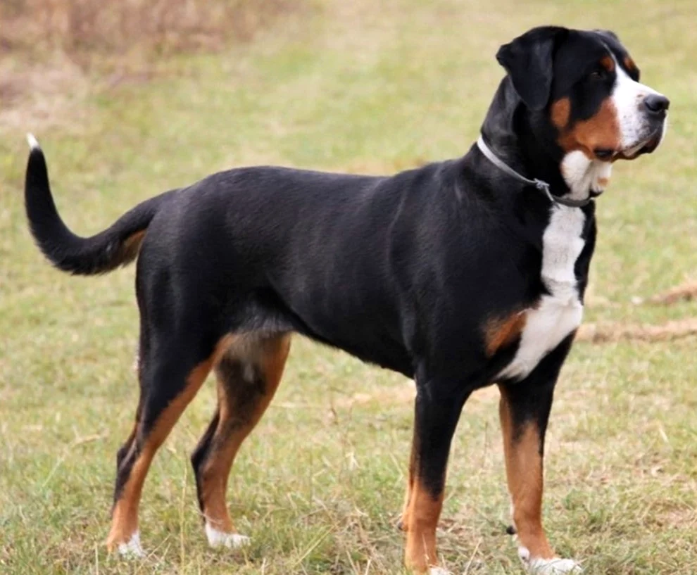 Großer Schweizer Großer Sennenhund