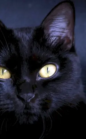 Bombay Katze schwarz mit gelben Augen Bombay Katze Bombay Katze Bombay Katze Bombay Katze Bombay Katze Bombay Katze Bombay Katze schwarz Katze Schwarze Katze mit gelben Augen