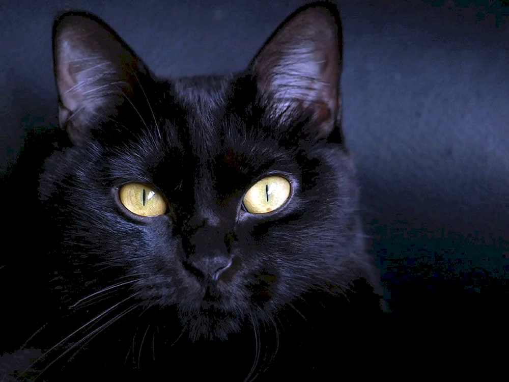 Bombay Katze schwarz mit gelben Augen Bombay Katze Bombay Katze Bombay Katze Bombay Katze Bombay Katze Bombay Katze Bombay Katze schwarz Katze Schwarze Katze mit gelben Augen