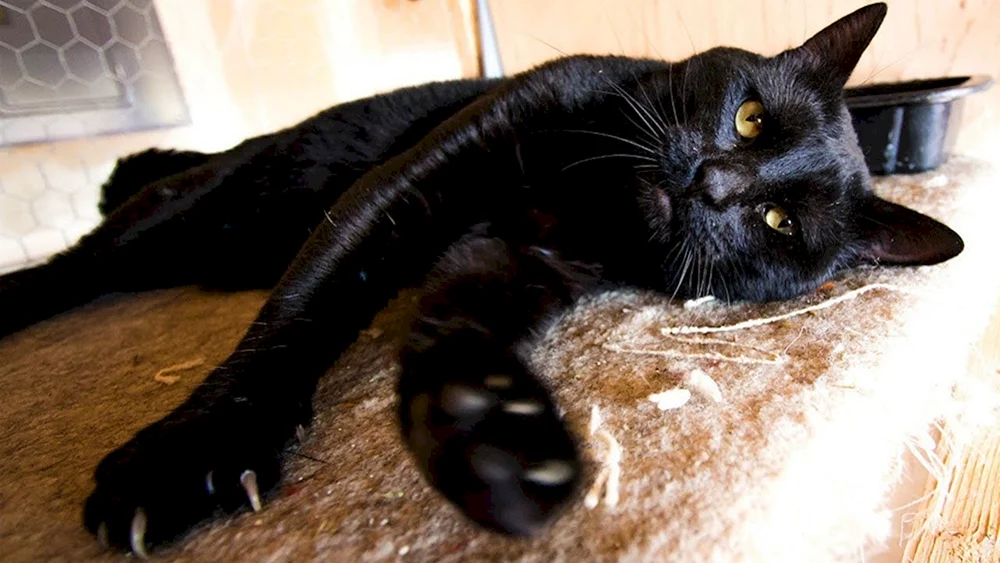 Bombay schwarze Katze