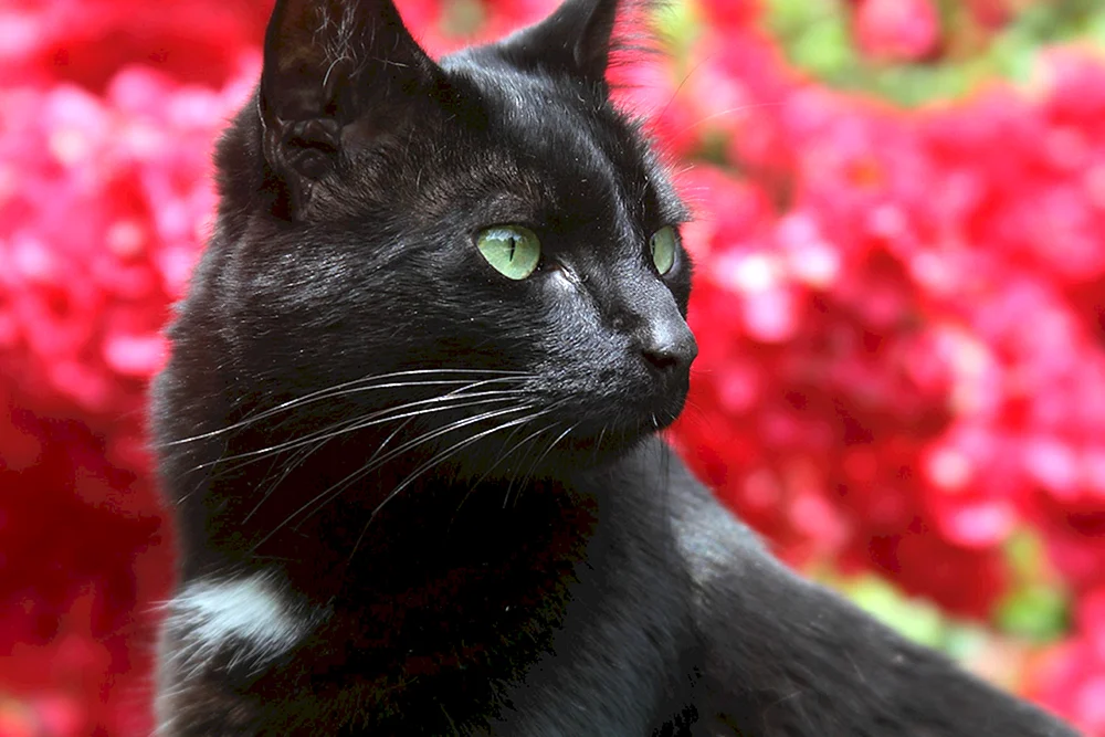 Schwarze Rose