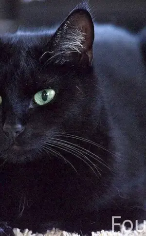 Bombay Katze