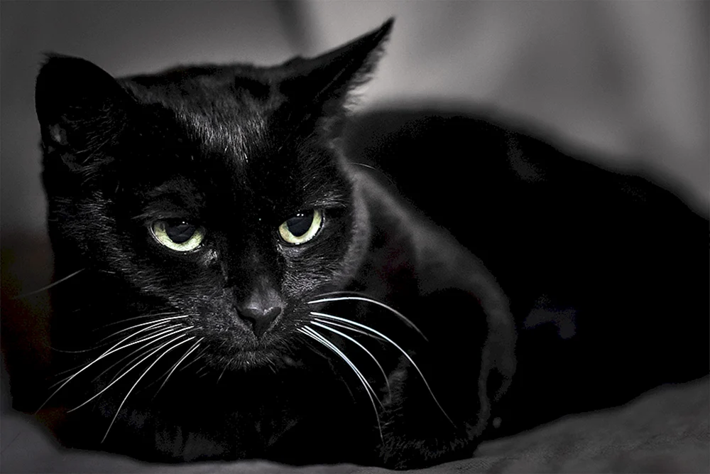 Bombay Katze